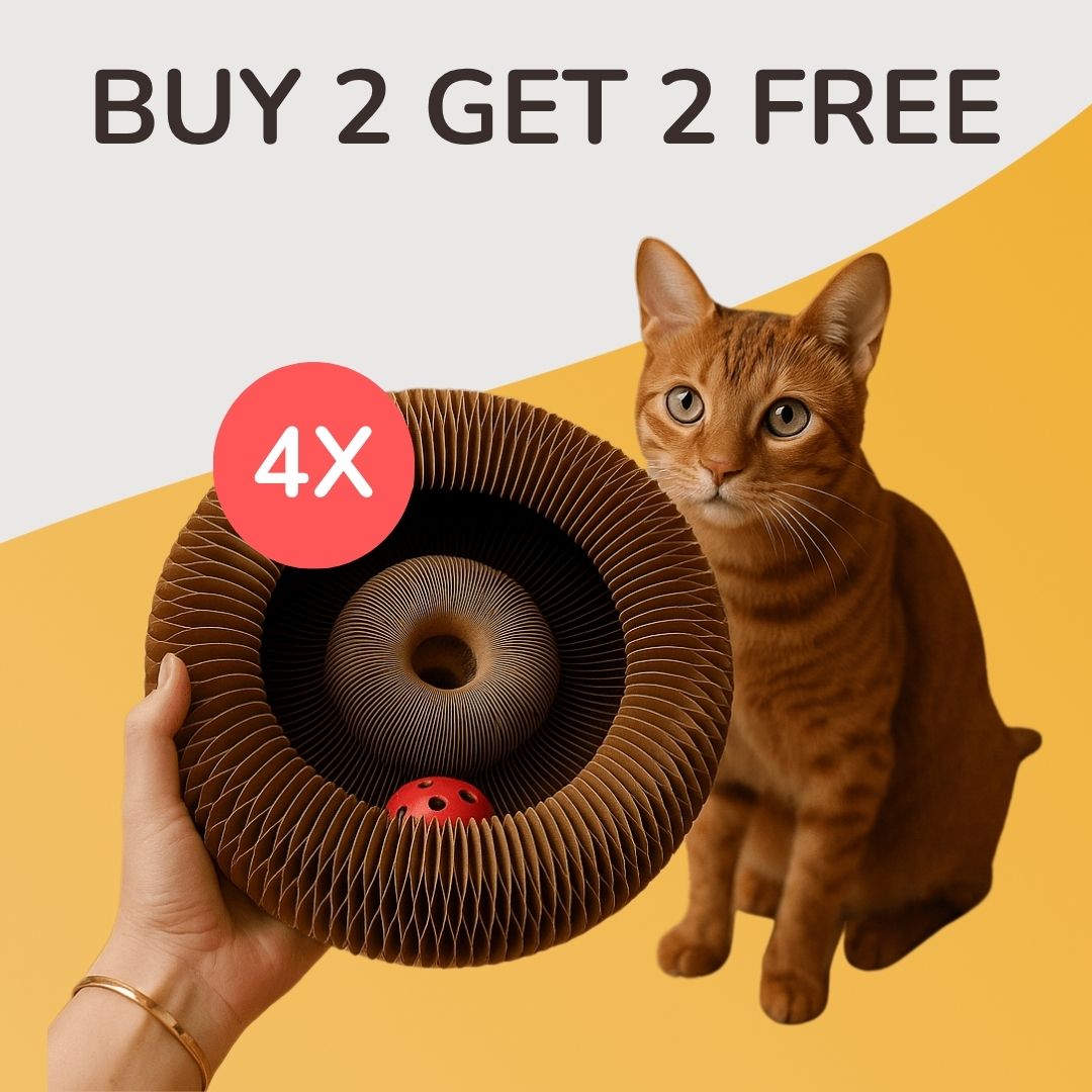 Kurly – The Shape-Shifting Cat Toy That Never Gets Old